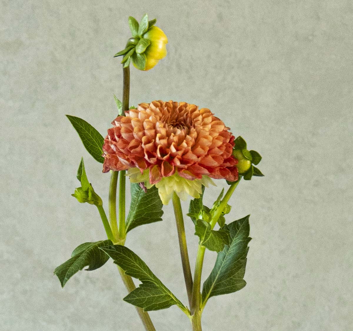 dalia