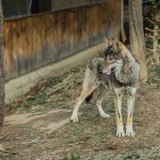 zachranna stanica zazriva metod macek